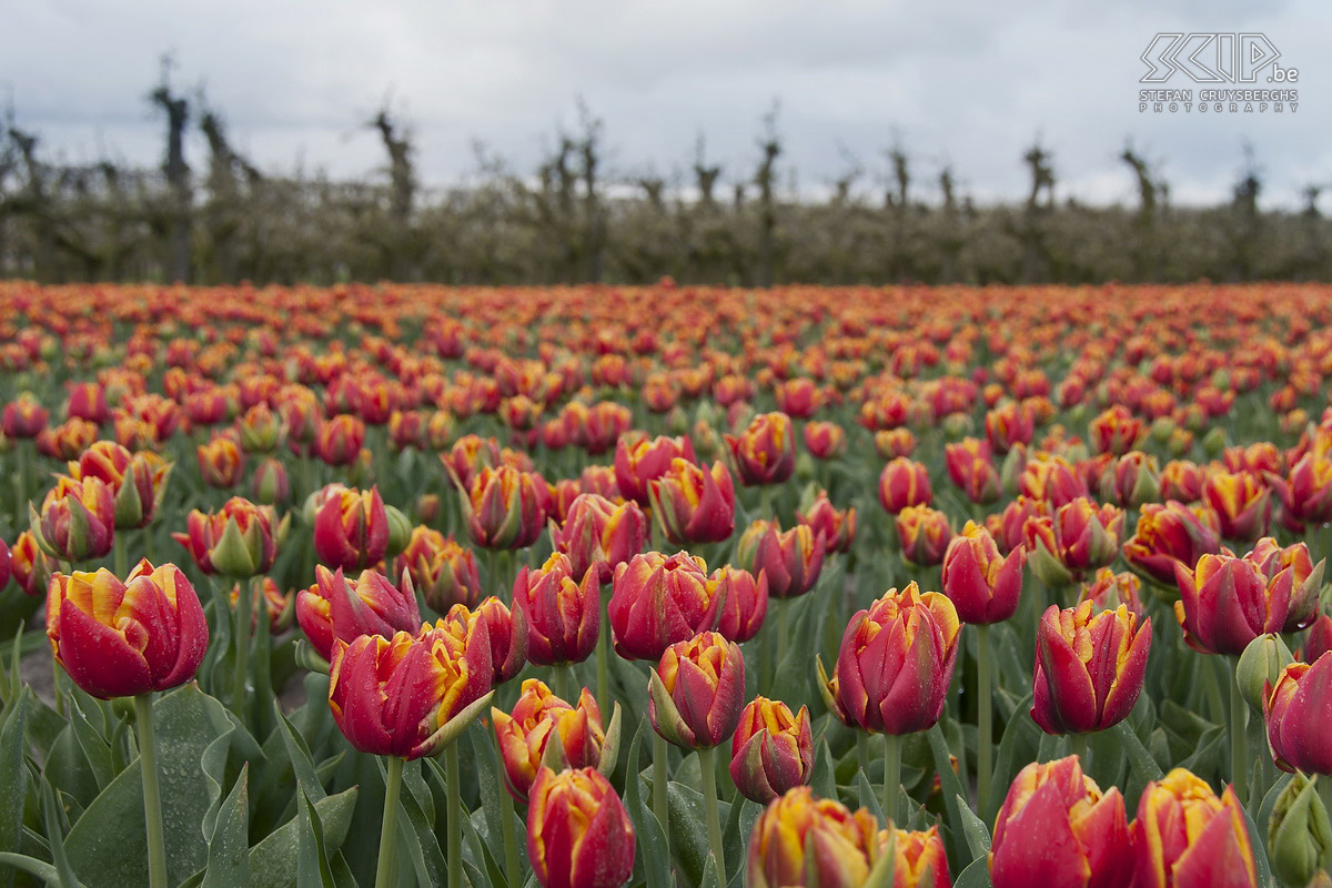 Flowering tulip fields in Zeeland In spring a lot of tulip fields are flowering in Zeeland (The Netherlands). I went there and on an early morning I started photographing these magnificent display of colours. Stefan Cruysberghs